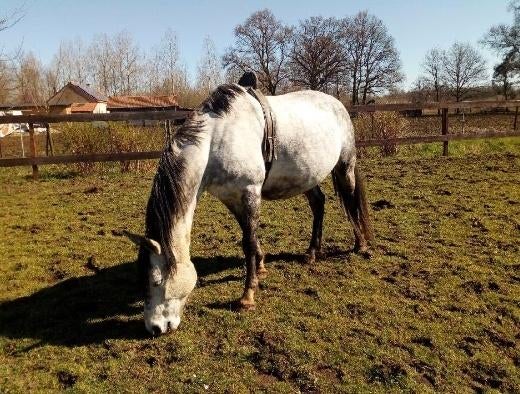 Birth alarm te huur, Dieren en Toebehoren, Paarden en Pony's | Overige Paardenspullen, Gebruikt, Dressuur, Ophalen