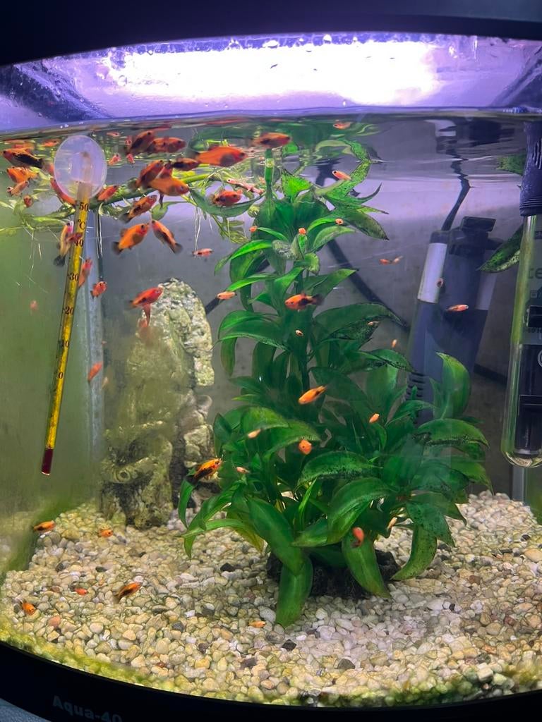 Platy vissen, Dieren en Toebehoren, Vis