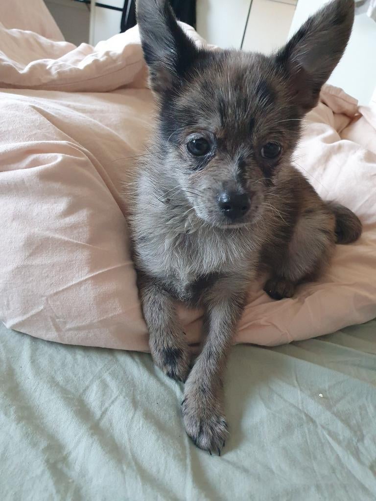 chihuahua, Dieren en Toebehoren, 1 tot 2 jaar, Parvo, Eén hond, Nederland
