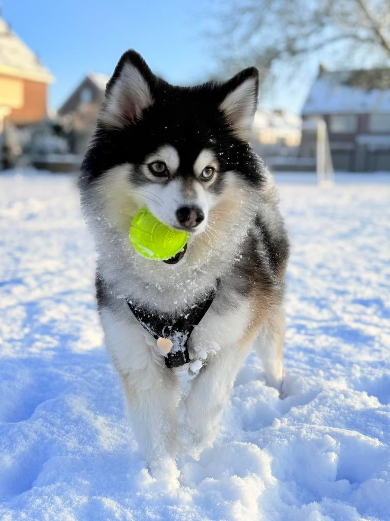F1 Pomsky dekreu, Parvo, Eén hond, 3 tot 5 jaar, Nederland