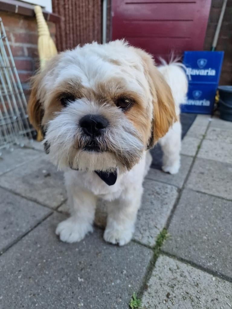 Lex mooie lieve dekreu Shih Tzu met ervaring aangeboden, Reu, Eén hond, CDV (hondenziekte), 3 tot 5 jaar