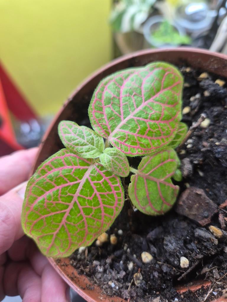 Fittonia Gigantea - Zeldzaam Botanisch Plantje, Ophalen
