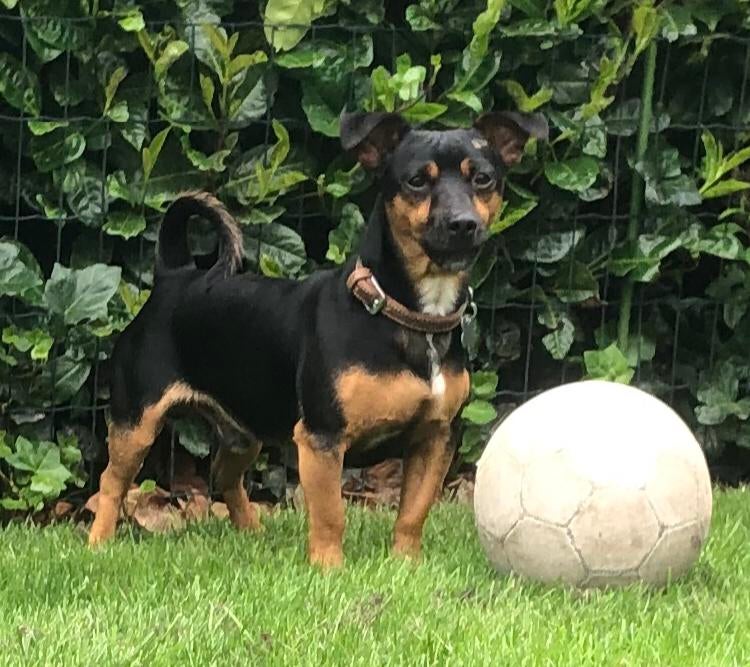 Dekrue Jack Russel dekreu black an tan, Parvo, Reu, Eén hond, 3 tot 5 jaar