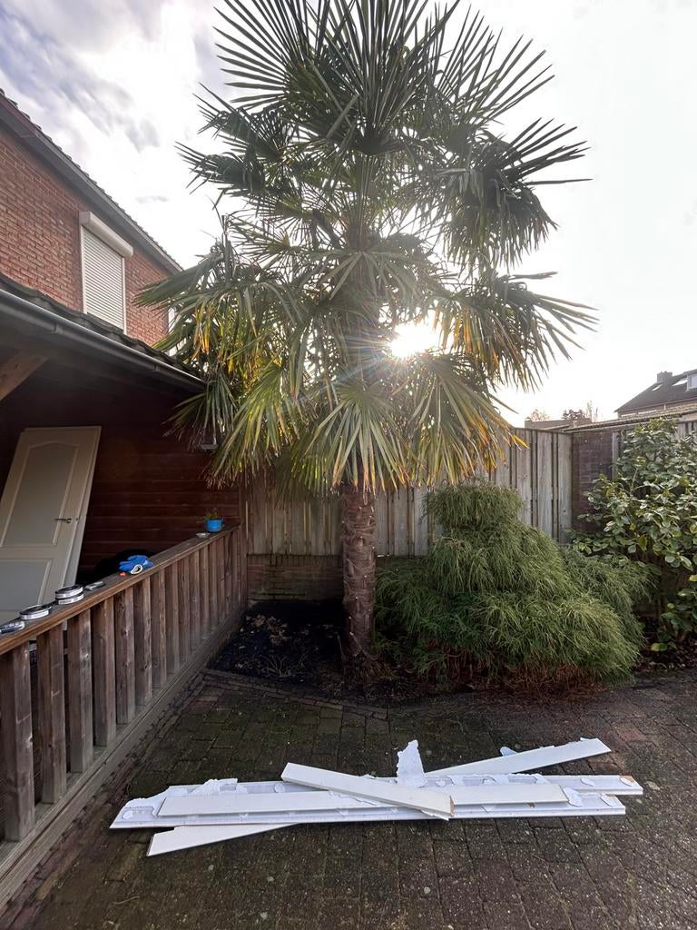 Palmboom +/- 3,5 meter te koop., Tuin en Terras, Planten | Bomen, Ophalen, Zomer, Volle zon, Palmboom