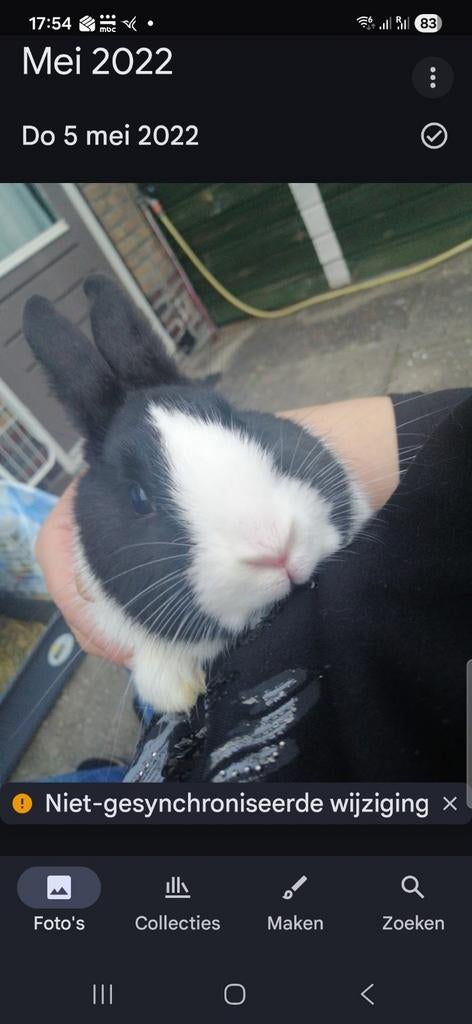 Mooie konijnen te koop., Dieren en Toebehoren, Konijnen, Meerdere dieren, Middelgroot, 0 tot 2 jaar