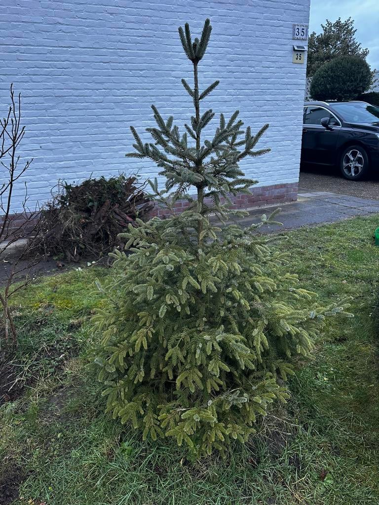 2  Picea omorika (Servische spar), Ophalen, Bloeit niet, Volle zon, Overige soorten