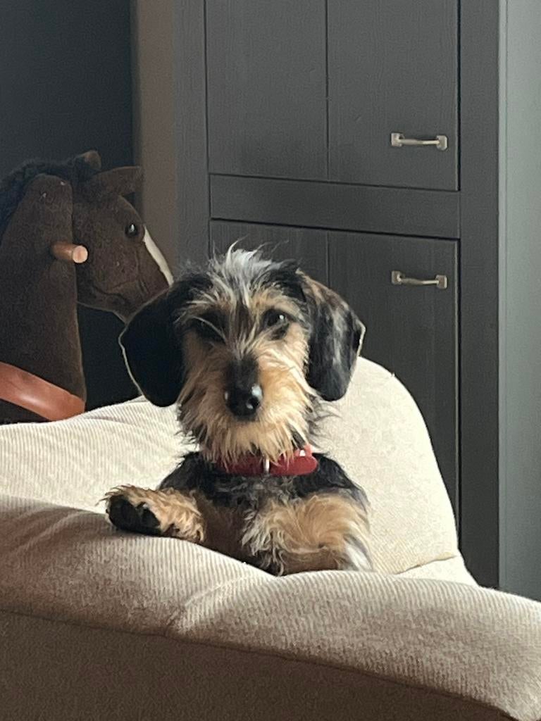 Mooie dekreu dwergteckel getijgerd ruwhaar, Dieren en Toebehoren, Honden | Dekreuen, Reu, 1 tot 2 jaar, Parvo, Eén hond