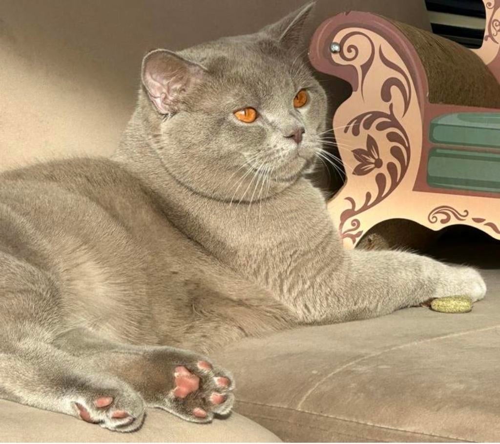 Britse korthaar dekkater - raszuiver lilac beige