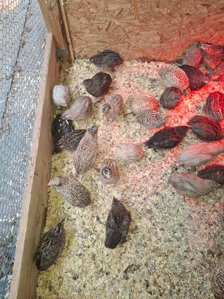 Kwartels, Meerdere dieren, Overige soorten