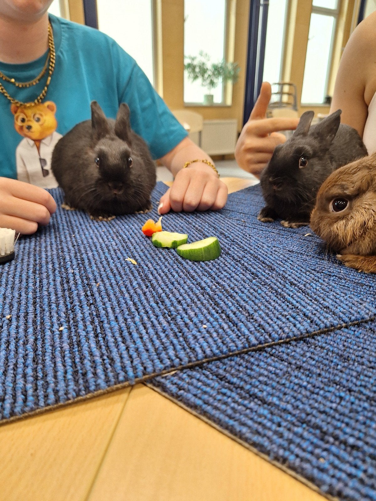 Jonge dwergkonijnen, kleurdwerg, dwergkonijn, Dieren en Toebehoren, Konijnen, Meerdere dieren, Dwerg, 0 tot 2 jaar