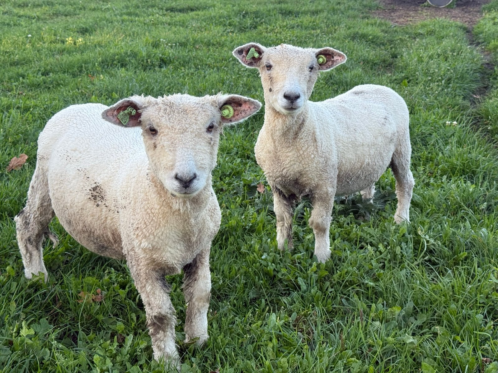 Ryeland ramlammeren, Dieren en Toebehoren