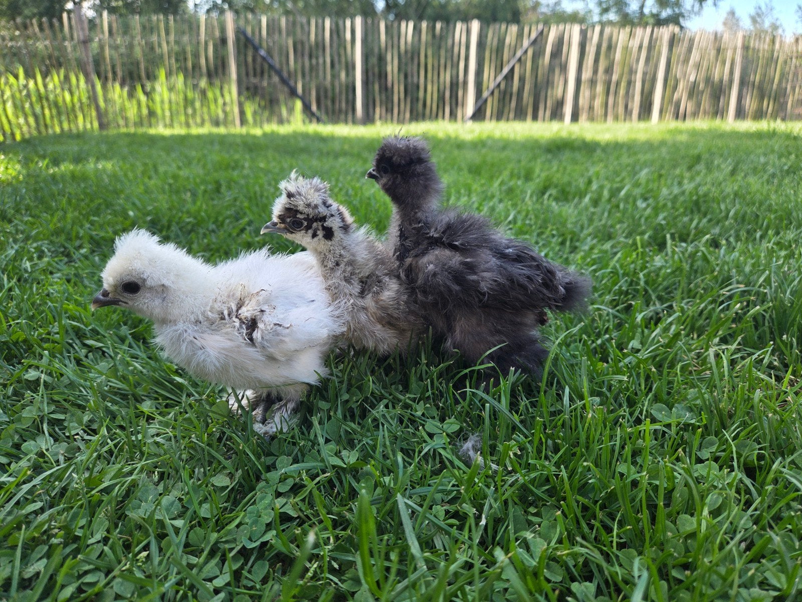 Zijdehoen hennen *kuikens * 4 weken *, Dieren en Toebehoren, Pluimvee, Kip