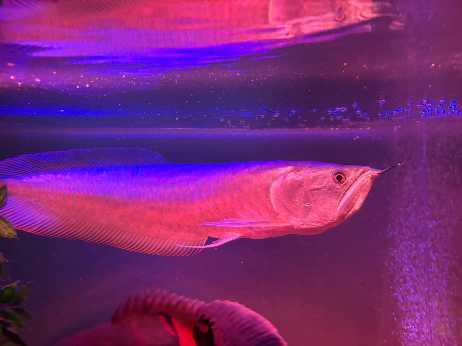Silver arowana, Ophalen, Zo goed als nieuw, Overige typen