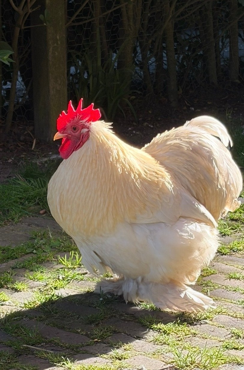 Cochin Kriel Haan, Dieren en Toebehoren, Mannelijk, Kip