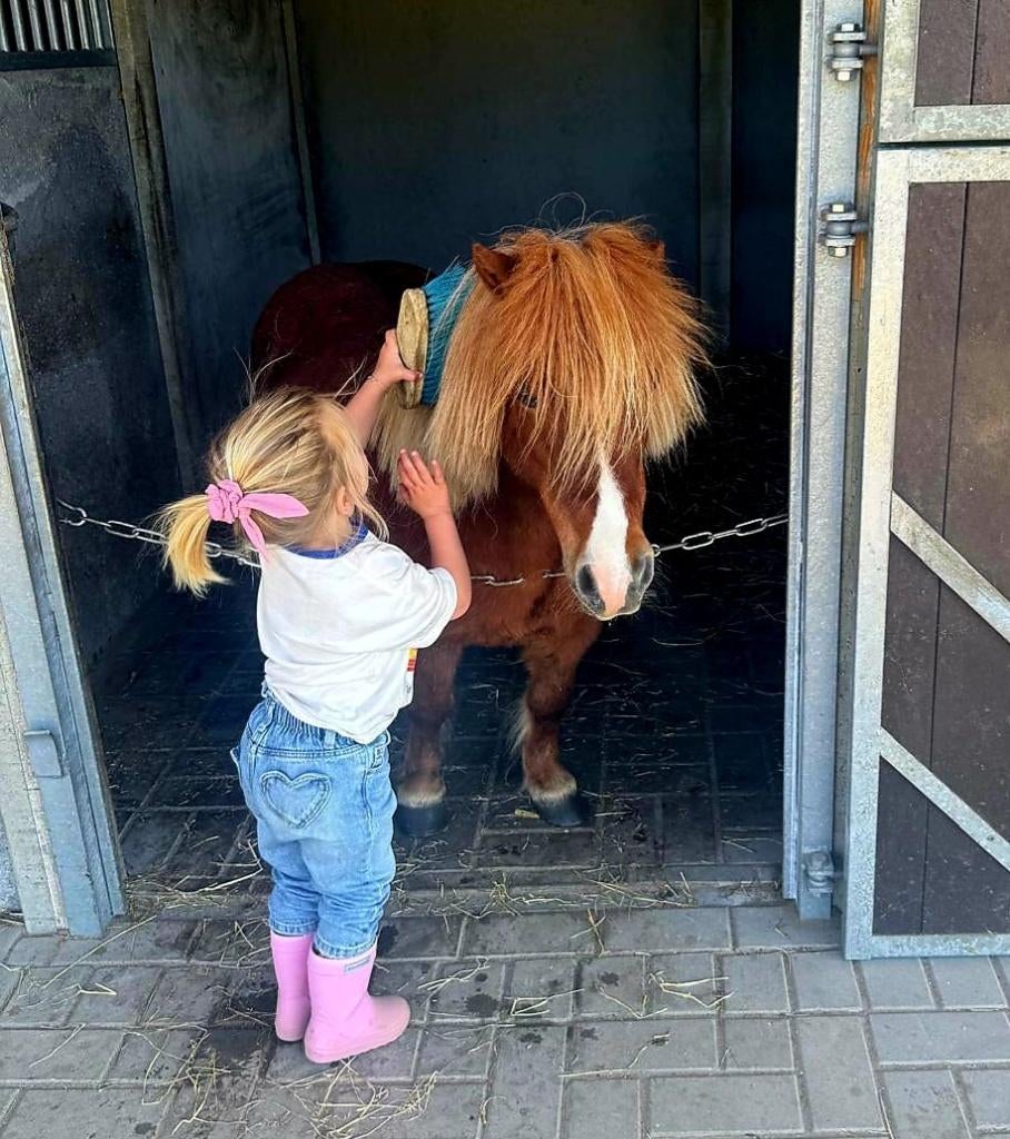 Lieve shetlander, Dieren en Toebehoren, Pony's, Merrie, Niet van toepassing, A pony (tot 1.17m), Recreatiepony