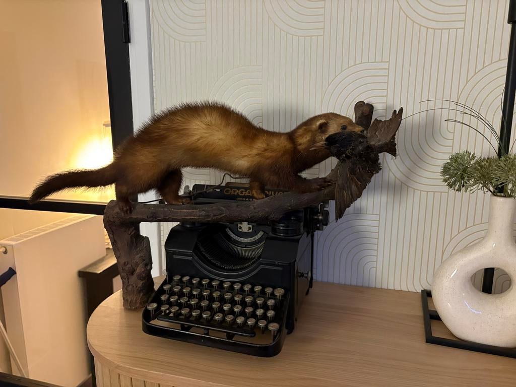 Taxidermie marter met prooi, Ophalen of Verzenden