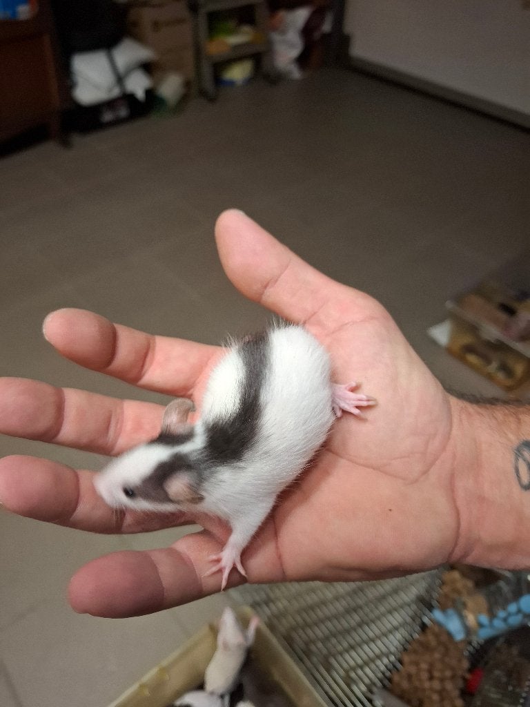 Voedermuizen & ratten, Dieren en Toebehoren, Knaagdieren, April, Meerdere dieren, Muis