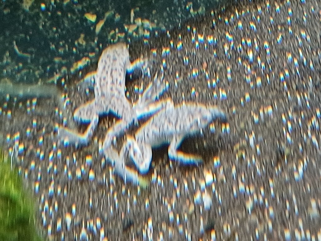 Hobbyaquarium Hymenochirus boettgeri – Dwergklauwkikker, Dieren en Toebehoren, Vissen | Aquariumvissen, Overige typen, Zoetwatervis