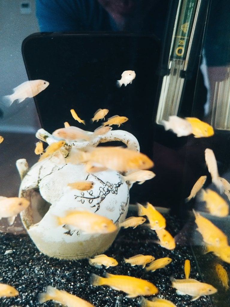 Gezonde Jonge Cichliden, Dieren en Toebehoren, Vissen | Aquariumvissen, Vis
