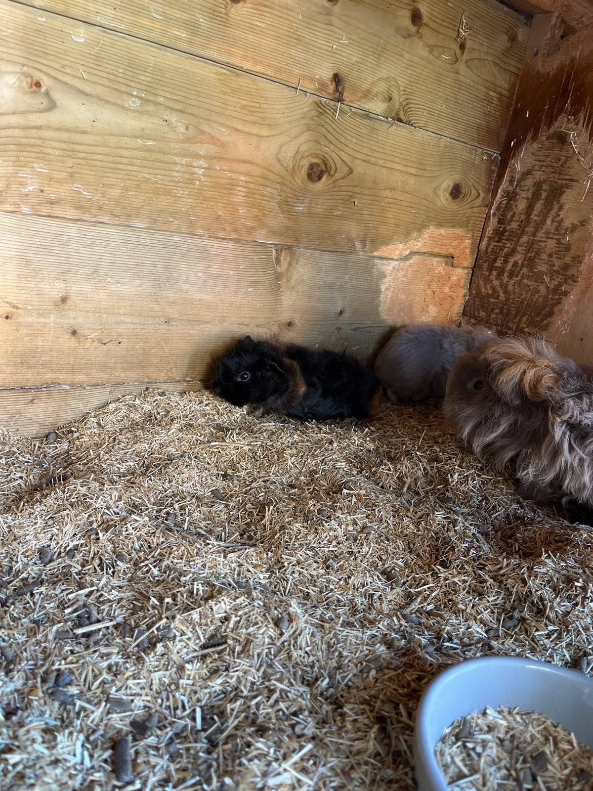 Cavia, Dieren en Toebehoren, Cavia, Augustus, Mannelijk, Tam