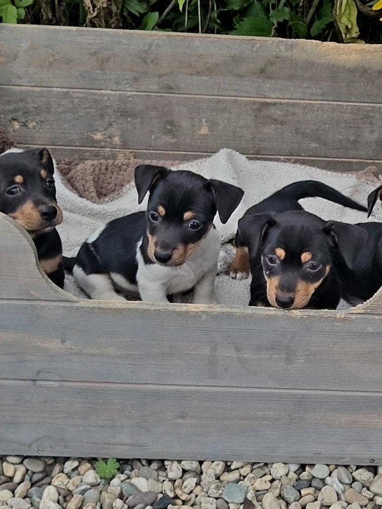 Black & Tan / Driekleur Bonte Jack Russell Russel pups, Dieren en Toebehoren, Jack Russell Terriër, 8 tot 15 weken, Meerdere, Meerdere dieren