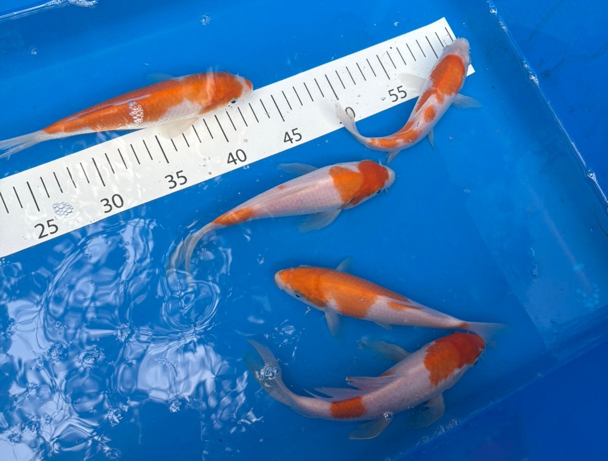 Japanse kois oranje wit 20-25 cm butterfly en normaal, Karper of Koi