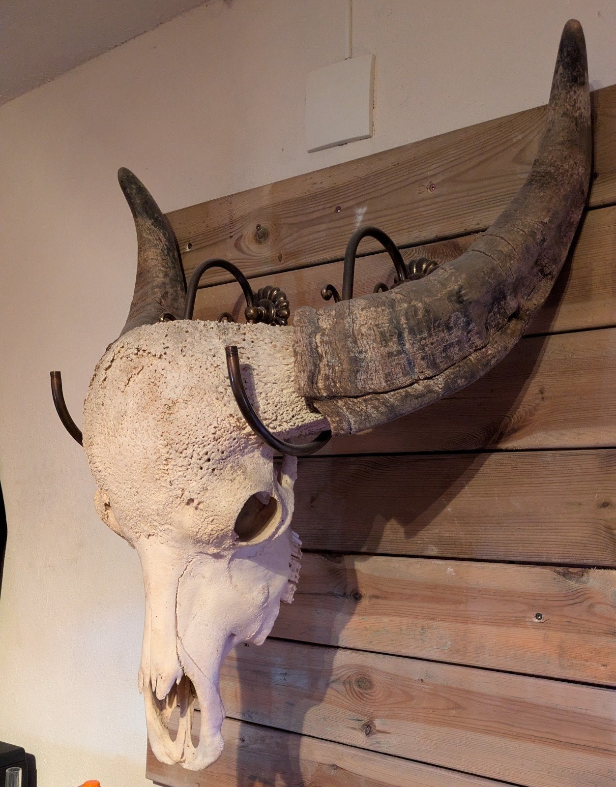 Echte Aziatische Buffel schedel van een Stier, Ophalen, Schedel