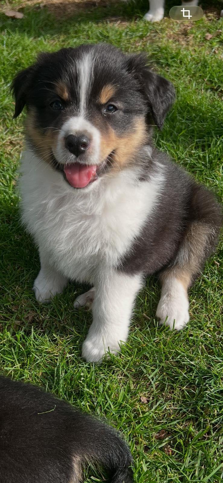 Mooie stevige raszuivere Australian Sheperd pups shepherd, Dieren en Toebehoren, Overige rassen, 8 tot 15 weken, CDV (hondenziekte)