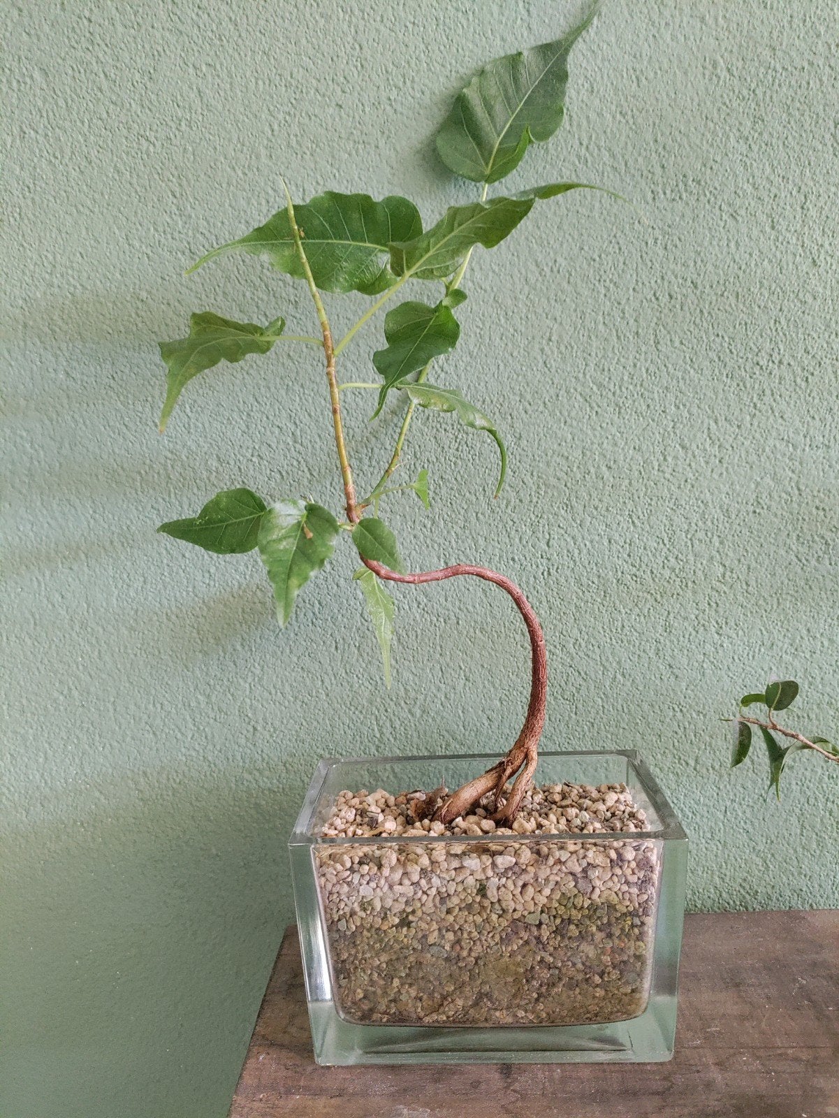 Bodhiboom bonsai, Huis en Inrichting, Kamerplanten, Ophalen, Minder dan 100 cm
