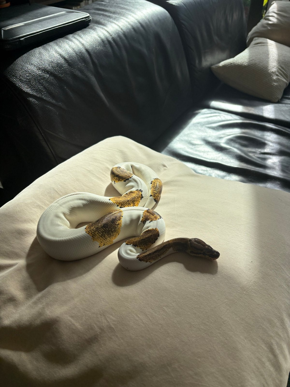 Koningspython incl terrarium Ball Python - unknown for sale from Justes
