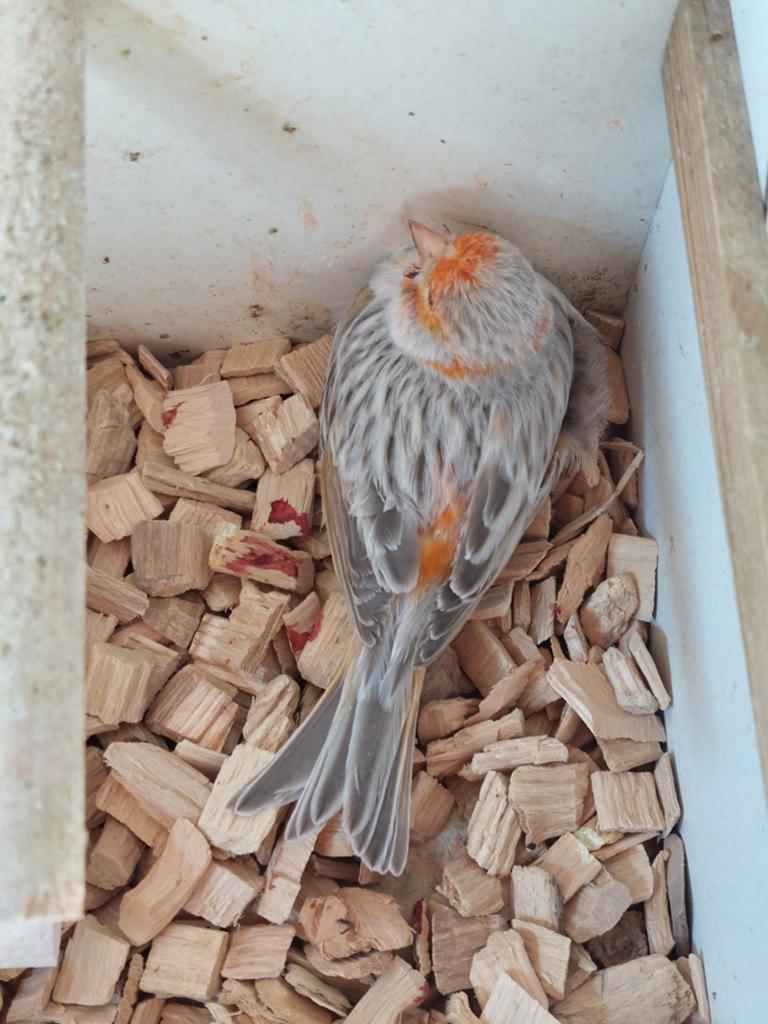 Rood agaat mozaïek kanarie man, Dieren en Toebehoren, Meerdere dieren, Kleurkanarie