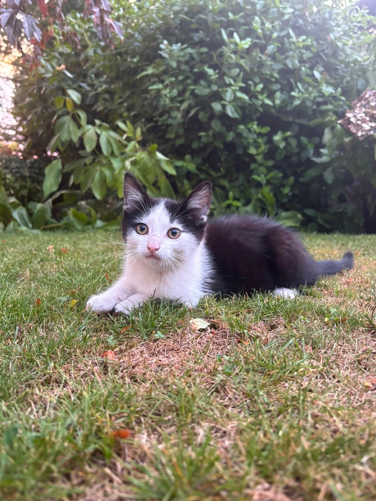 3 erg mooie speelse kittens, Dieren en Toebehoren, Meerdere dieren