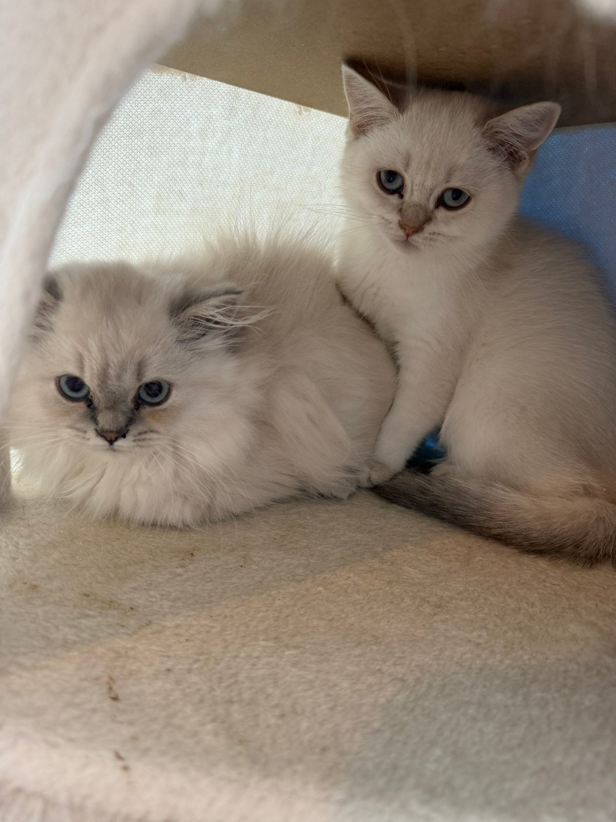 NOG  3 OVER BRITISH KITTEN SILVER SHADED, Dieren en Toebehoren, Meerdere dieren
