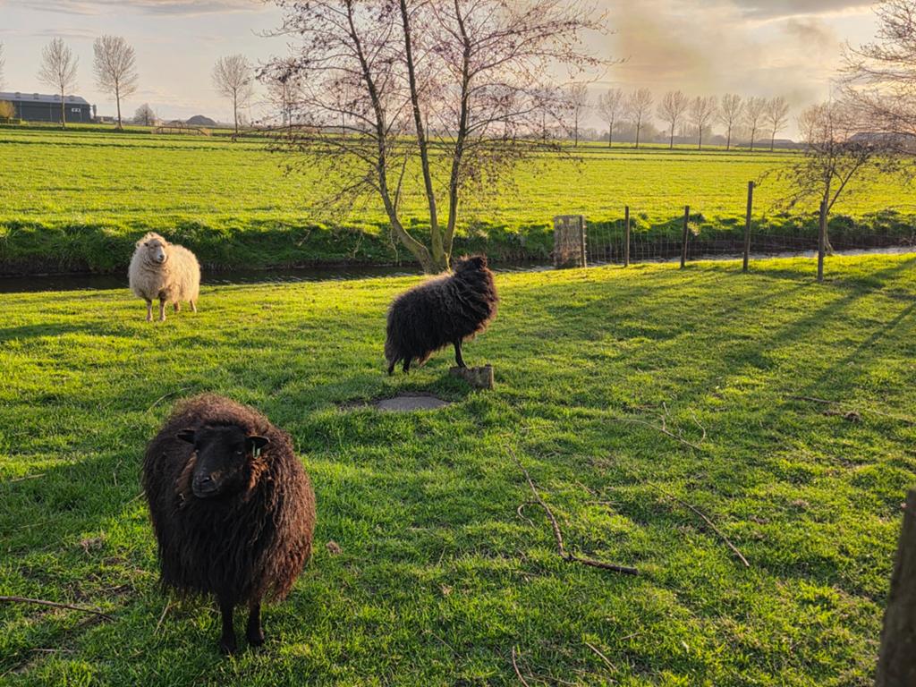 Gezocht: ouessant ooi, Dieren en Toebehoren, Schapen, Geiten en Varkens, Vrouwelijk