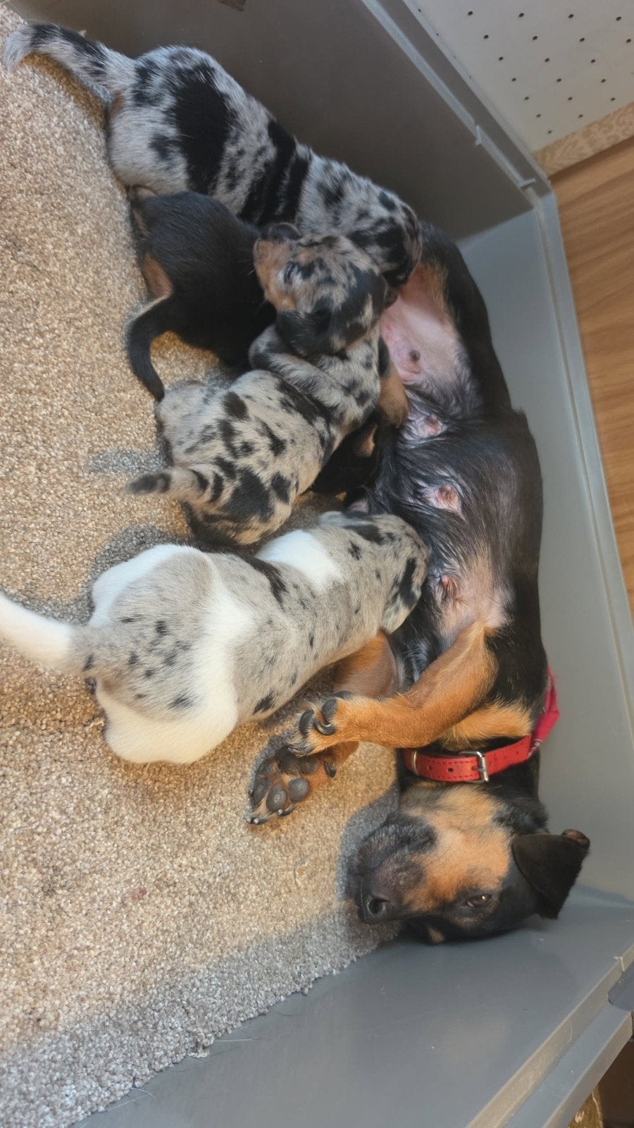 jack russel pups, Dieren en Toebehoren, Jack Russell Terriër, 8 tot 15 weken, Meerdere, Meerdere dieren