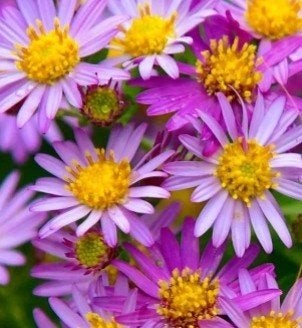 Aster Ezo Murazaki P9 - Prachtige paarse herfstbloeier, Overige soorten, Volle zon, Vaste plant, Ophalen of Verzenden