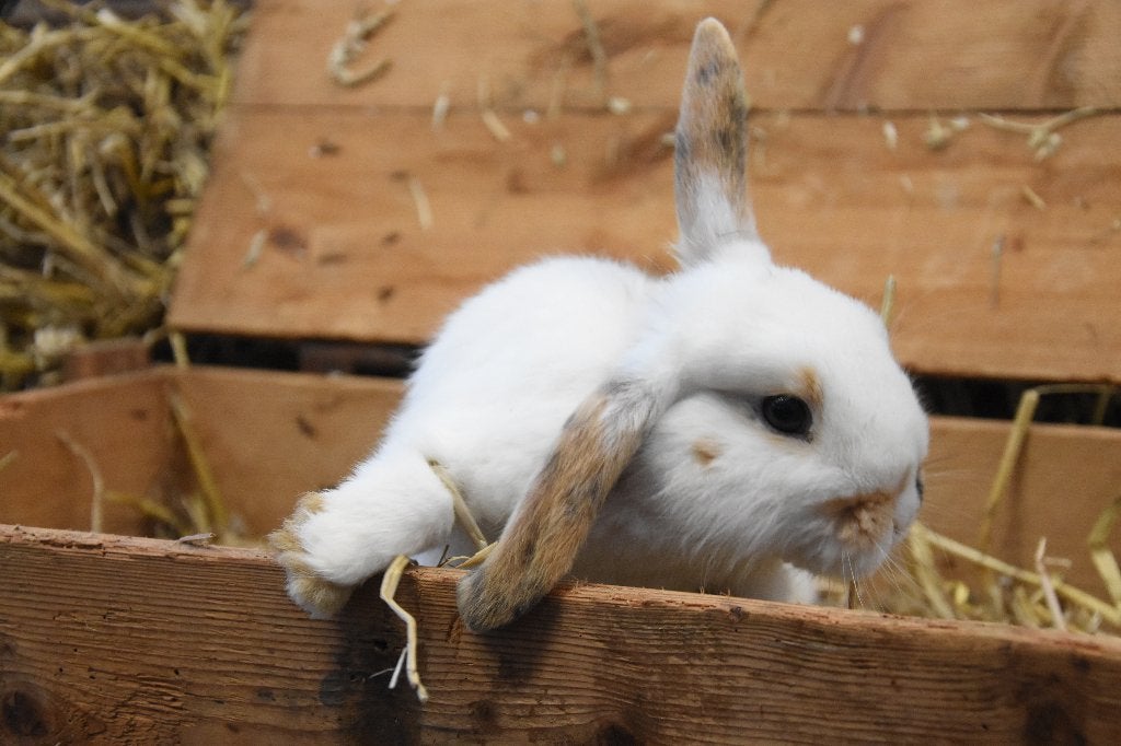 Gecastreerde rammen | Dwergkonijnen | Gezonde konijnen, Dieren en Toebehoren, Konijnen, Mannelijk, Dwerg, 0 tot 2 jaar