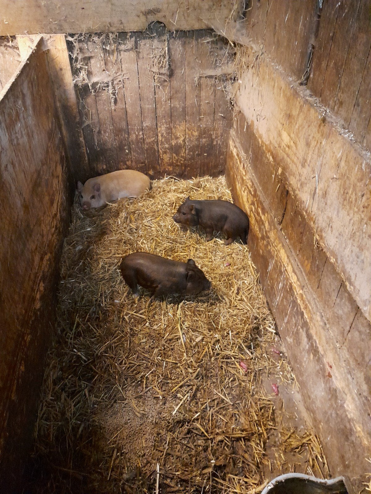 Mini gottinger biggen, Dieren en Toebehoren, Mannelijk, Schaap