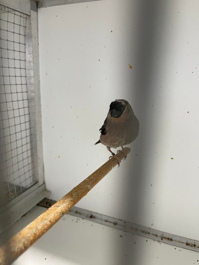 Koppel goudvinken 2025, Dieren en Toebehoren, Vogels | Overige Vogels, Meerdere dieren