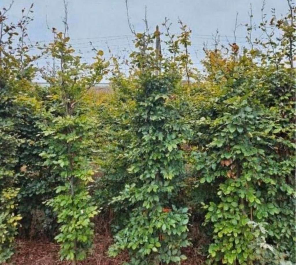 Beukenhaag boompjes 200cm, Tuin en Terras, Planten | Bomen, Bloeit niet, Halfschaduw, 100 tot 250 cm, Overige soorten