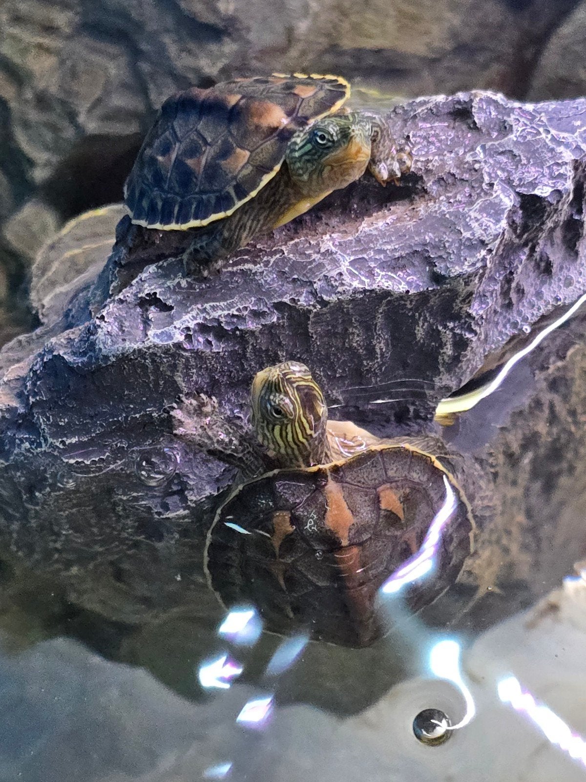Prachtige Chinese streepschildpadden (Ocadia sinensis / Maur, Dieren en Toebehoren, Reptielen en Amfibieën, 0 tot 2 jaar