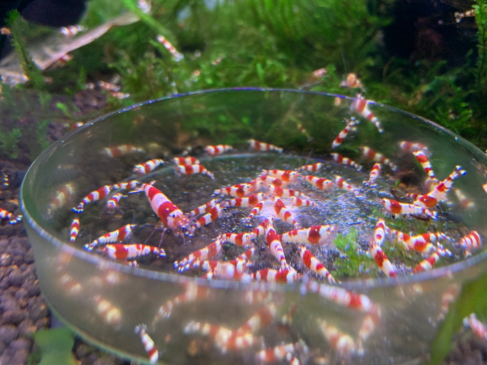 Crystal red garnalen met Taiwan bee genen, Dieren en Toebehoren, Kreeft, Krab of Garnaal, Zoetwatervis, Schoolvis