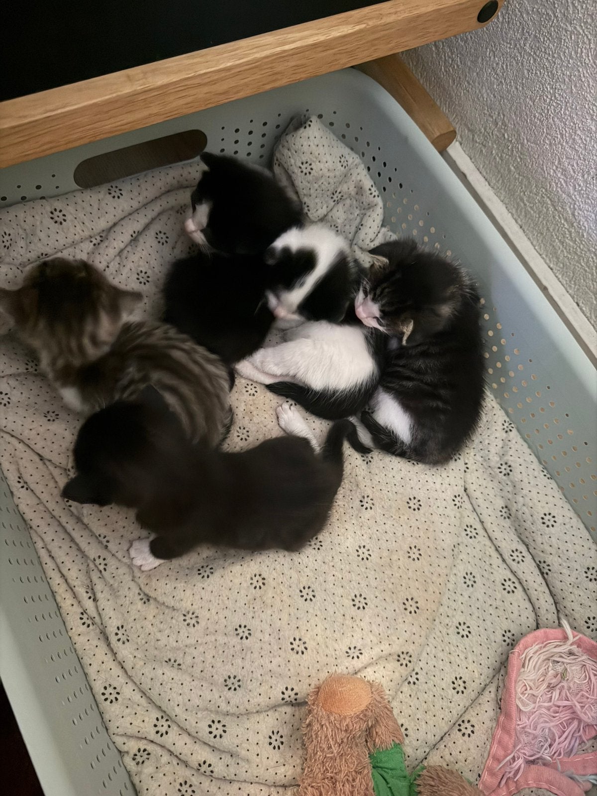Kitten te koop, 0 tot 2 jaar