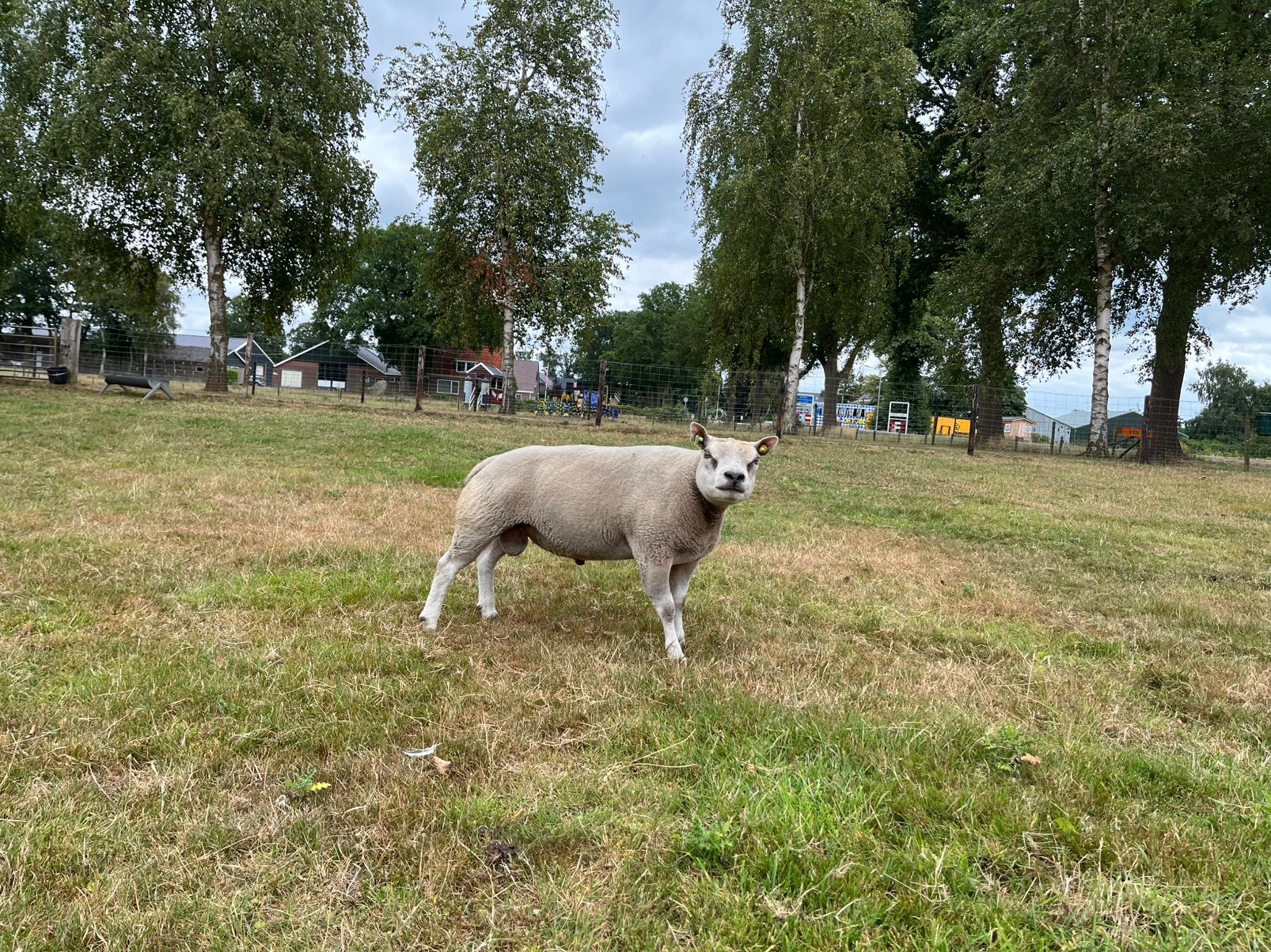 1,5 jarige Texelaar stamboek dekram, Dieren en Toebehoren, Mannelijk, Schaap, 0 tot 2 jaar