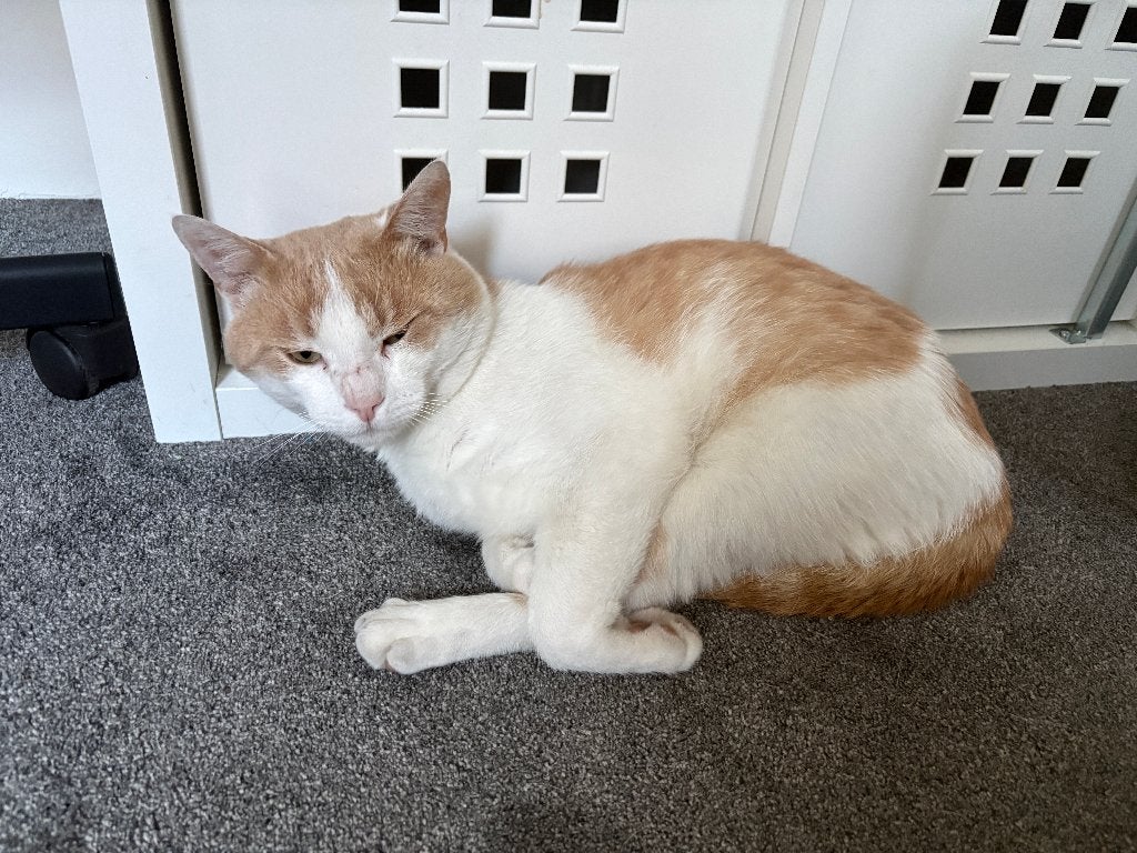 Lieve buitenkat Grumpy zoekt een nieuw thuis, Dieren en Toebehoren, Kater, Ontwormd, 3 tot 5 jaar
