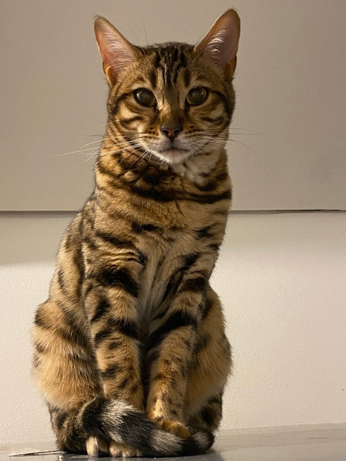 Lief bengaal poesje met stamboom, Dieren en Toebehoren, Kater, Met stamboom