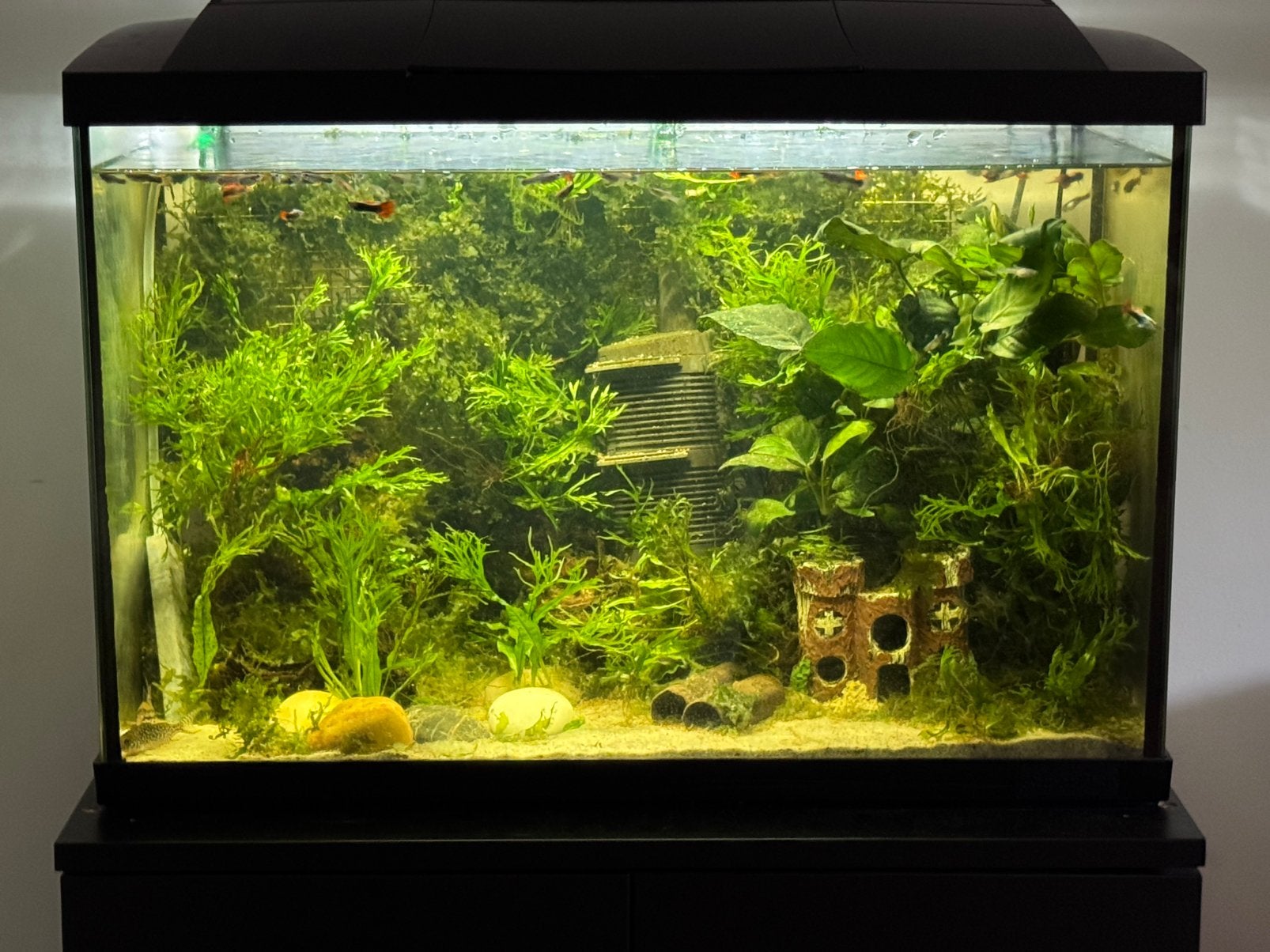 Guppy’s, Vis