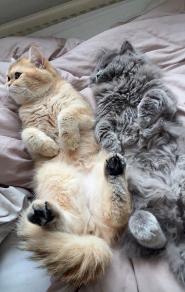Britse Korthaar katten, Dieren en Toebehoren, Katten en Kittens | Raskatten | Langhaar, Poes, Gechipt, 0 tot 2 jaar