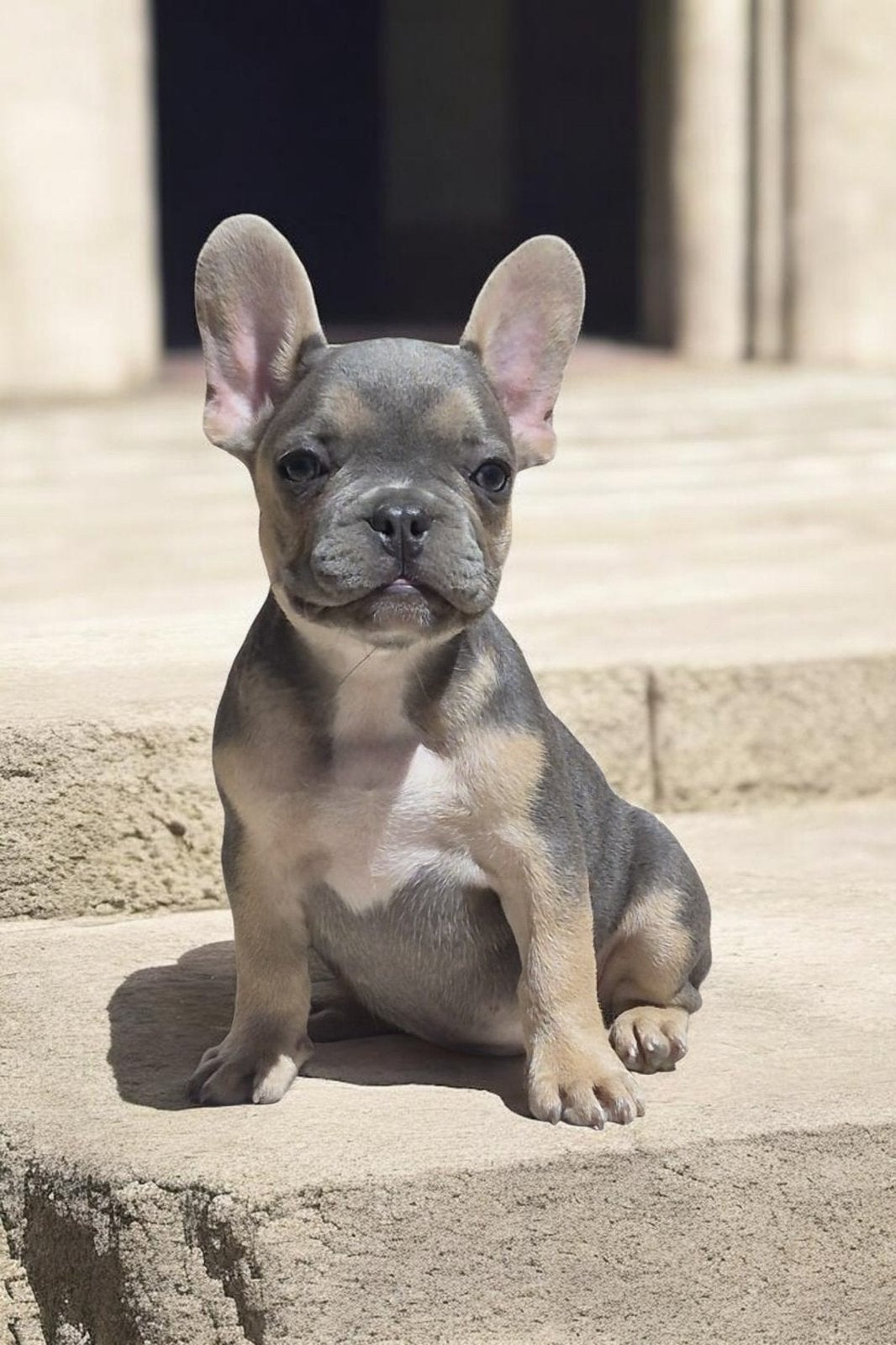 👑 Royal Puppies - Franse Bulldog pups beschikbaar, 15 weken tot 1 jaar, Buitenland, Parvo, Bulldog