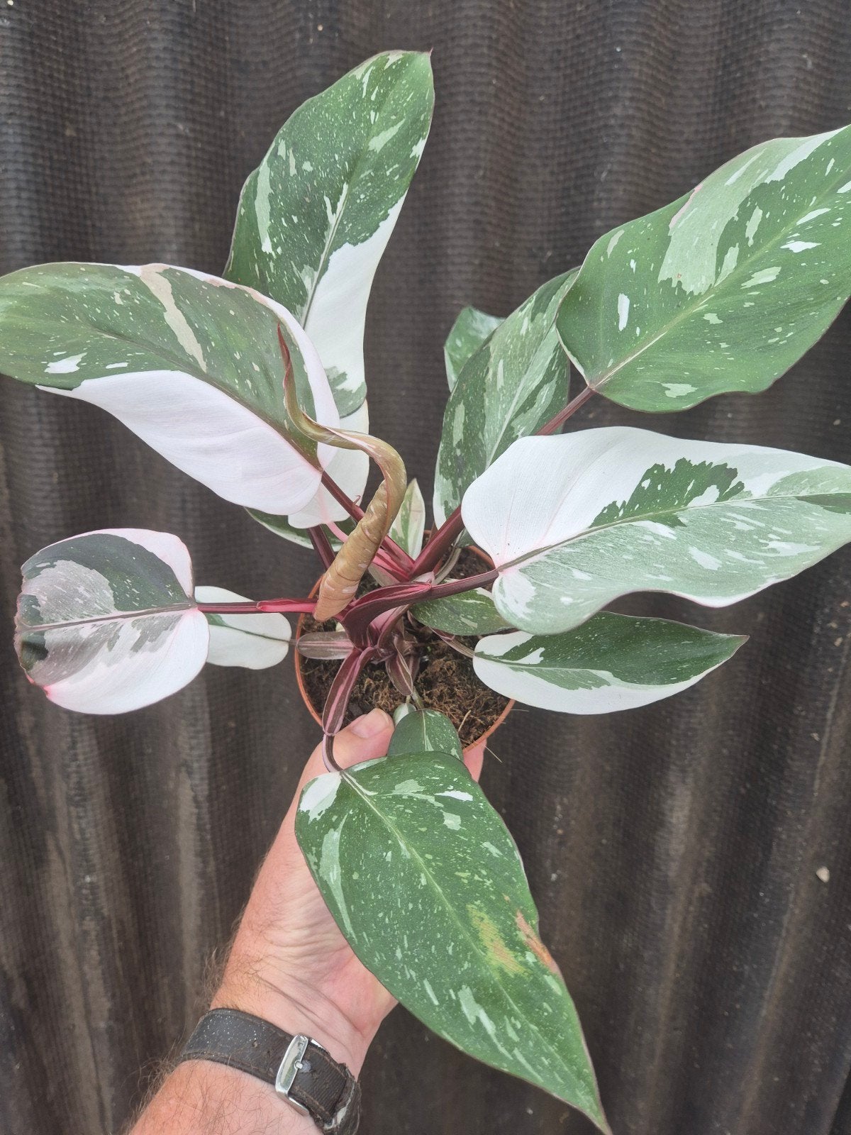 Philodendron Pink Princess Marble p12 (5), Huis en Inrichting, Kamerplanten, Ophalen of Verzenden, Halfschaduw, Minder dan 100 cm